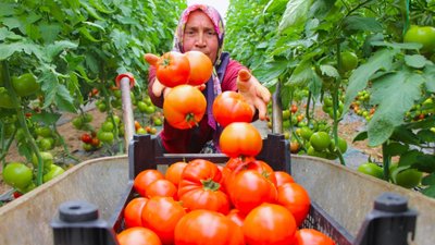 Amasya'da domates hasadı başladı: 100 bin ton rekolte bekleniyor