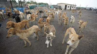 Sokak köpeği popülasyonuyla ilgili korkutan üreme rakamları