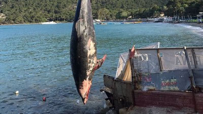 Antalya'da ölü yunus balığı sahile vurdu