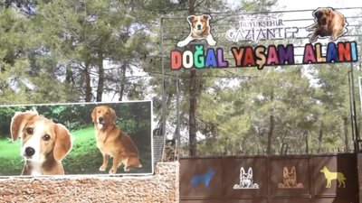 Fatma Şahin, Gaziantep'te başıboş köpek sorununun nasıl çözüldüğünü anlattı