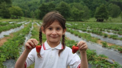 Bilecik'teki bir tarlada çilekler 'seç-al' sloganıyla dalında uygun fiyatla satılıyor