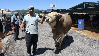 İzmir'de hayvan pazarının en büyük boğası 270 bin TL'ye satıldı