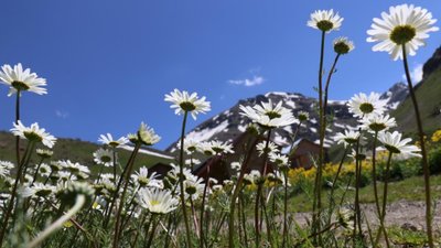 Gümüşhane'de Alpler'i aratmayan güzellik: Dulağa Yaylası'ndan manzaralar...