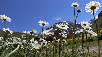 Gümüşhane'de Alpler'i aratmayan güzellik: Dulağa Yaylası'ndan manzaralar...