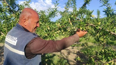 Yozgat’taki çiftçi hububat ekili arazisini badem bahçesine çevirdi, gelirini artırdı