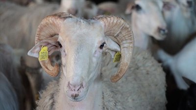 Kurban hakkında merak edilenler: 10 soru, 10 cevap