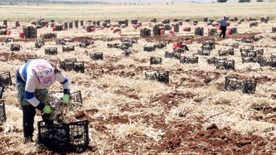 Gaziantep'te sarımsak hasadı başladı