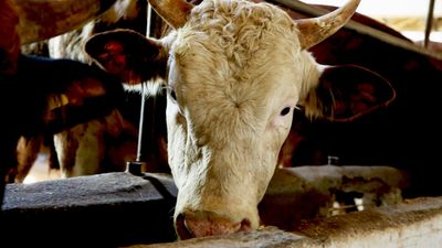 Diyanet İşleri'nden kredi kartıyla kurban fetvası