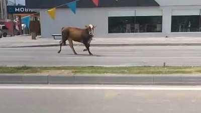Bursa'da sahibin elinden kaçan inek trafiği birbirine kattı
