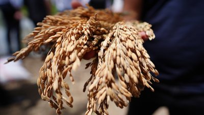 Düzce'de yetiştirilen siyah pirinç toprakla buluşturuldu