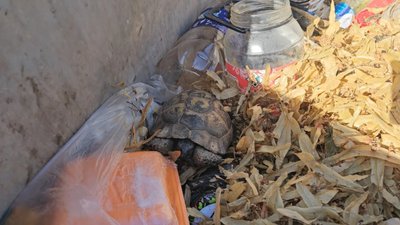 Kastamonu'da çöp konteynerine kaplumbağa attılar