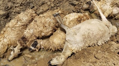 Van'da sürüdeki koyunun peşinden 27 koyun daha uçuruma atlayıp öldü