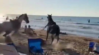 İstanbul Şile'de plaja getirilen atlar insanların arasına daldı