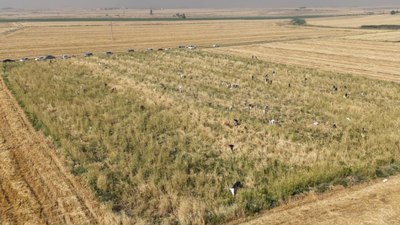 Mardinli çiftçi satamadığı soğanları bedava dağıttı