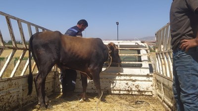 Ankara'da 1 haftadır kaçan kurbanlık dana yakalandı