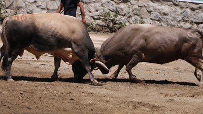 Ayder'de kıyasıya boğa güreşleri