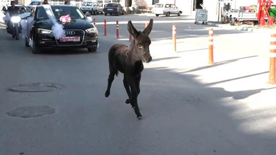 Kütahya'da sıpa, düğün konvoyuna eşlik etti