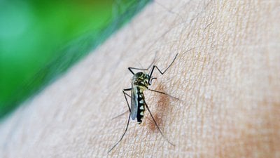 ABD’de sivrisineğe bağlı Dang humması vakaları hızla artıyor