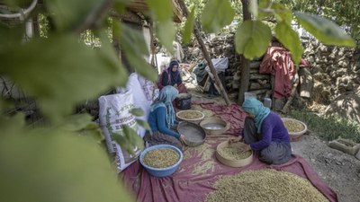 Tunceli'de 1500 dekarda üretilen tescilli dut, köylülerin geçim kaynağı oldu