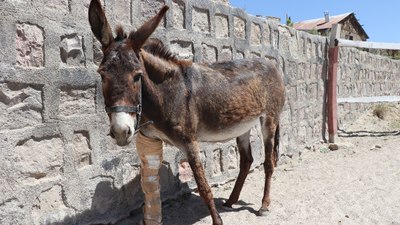 Kayseri'de sahiplerinin terk ettiği eşek, koruma altına alındı