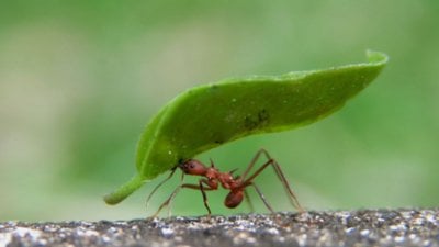 Karıncaların kendinden ağır yükleri kaldırabilmelerinin nedeni bakın neymiş…