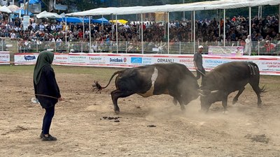 Artvinli kadın boğacının cesareti