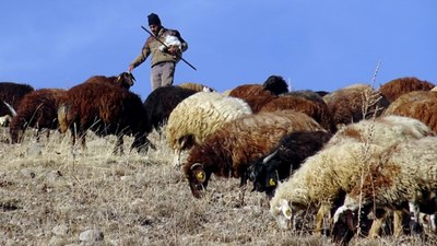 Çalıştırılacak çoban bulunamıyor: 150 bin kişiye ihtiyaç var