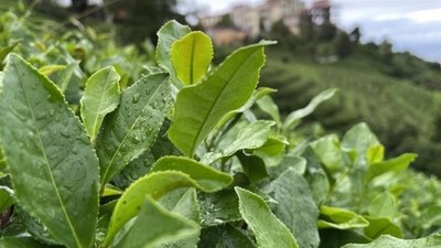 ÇAYKUR'dan yaş çay alımında yeni kontenjan uygulaması