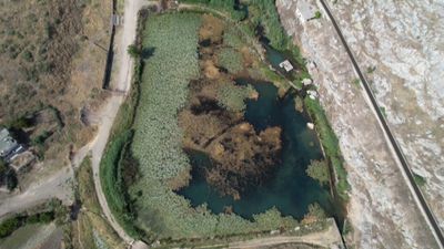 Kahramanmaraş'taki gölün nilüferleri koruma altında: Koparana 150 bin lira ceza