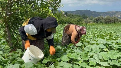 Hasadı başladı, tam turşuluk! Tarlada 5 lira...