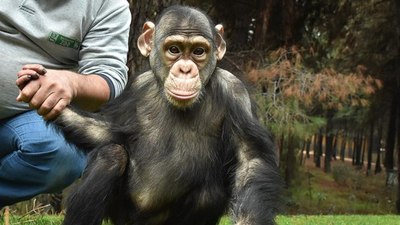 Bilim insanları şempanzelerin 'insan gibi' sohbet ettiğini tespit etti