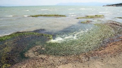 Isparta Eğirdir Gölü'ndeki kirlilik su canlılarını öldürdü