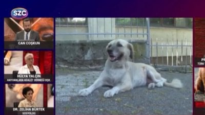 Sokak köpeği teklifi komisyondan geçti: Hayvan derneği başkanından 'sokak savaşları' çıkışı