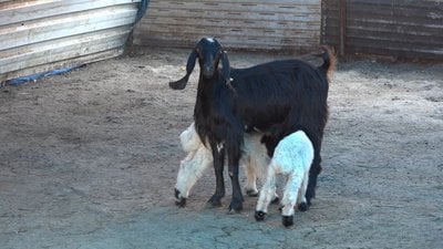 Gaziantep'te koyunun reddettiği ikiz kuzuları keçi sahiplendi