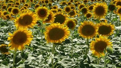 Malatya'da ayçiçeği tarlaları hasat için gün sayıyor