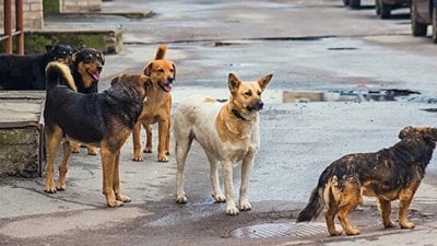 CHP'den sokak köpekleri yasa teklifine tepki! "Uygulamayız"