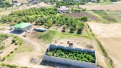 Diyarbakır’da 177 bin 495 kenevir bitkisi ele geçirildi