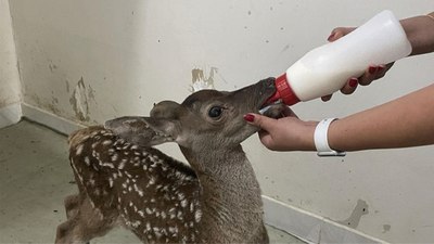 Bolu'da kızıl geyik yavrusu yaralı bulundu: Özenle bakılıyor