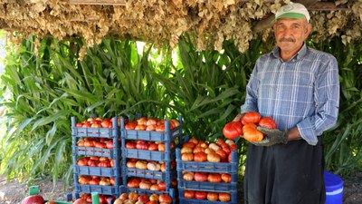 Kahramanmaraş'ta ata tohumu domatesin hasadı at ve katırlarla yapılıyor