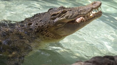 Avustralya'da timsahın karnında insan kalıntıları bulundu