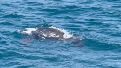 Deri sırtlı deniz kaplumbağası İstanbul'da ilk kez görüldü