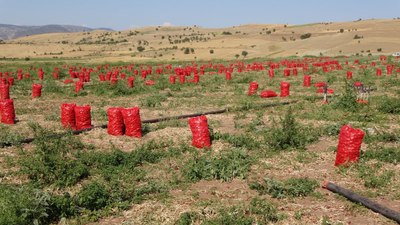 Yozgat'ta soğan hasadı başladı: Tarlada 4, pazarda ise 12 lira