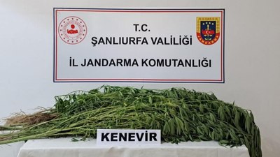 Şanlıurfa'nın Suruç ilçesinde 169 kök kenevir bitkisi ele geçirildi