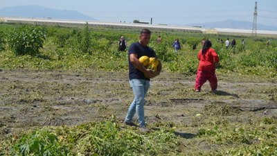 Manisa'da 600 ton kavun ve karpuz ücretsiz dağıtıldı