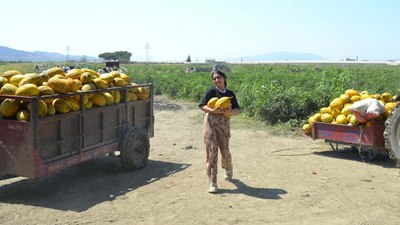 Manisa'da 600 ton kavun-karpuzu ücretsiz dağıttı