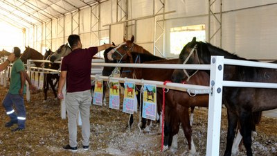 Bursa TİGEM'de tay satışından 20 milyon 845 bin liralık gelir elde edildi