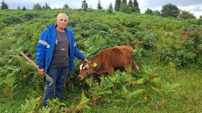 Ordu'da ahıra giren aç ayı ineği götürdü