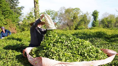 Türk çayı ihracat geliri 7 ayda 14,8 milyon doları aştı