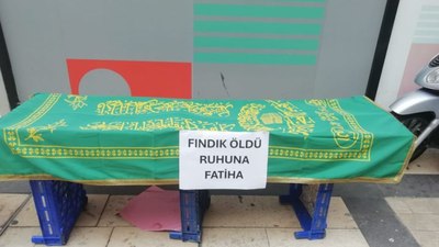 Ordulu fındık üreticisi isyan etti: Fındık öldü