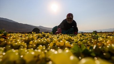 Ege'de Sultani çekirdeksiz üzümün hasadı erken başladı